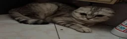 Scottish gatti in vendita: Gattino in vendita - Annuncio 5