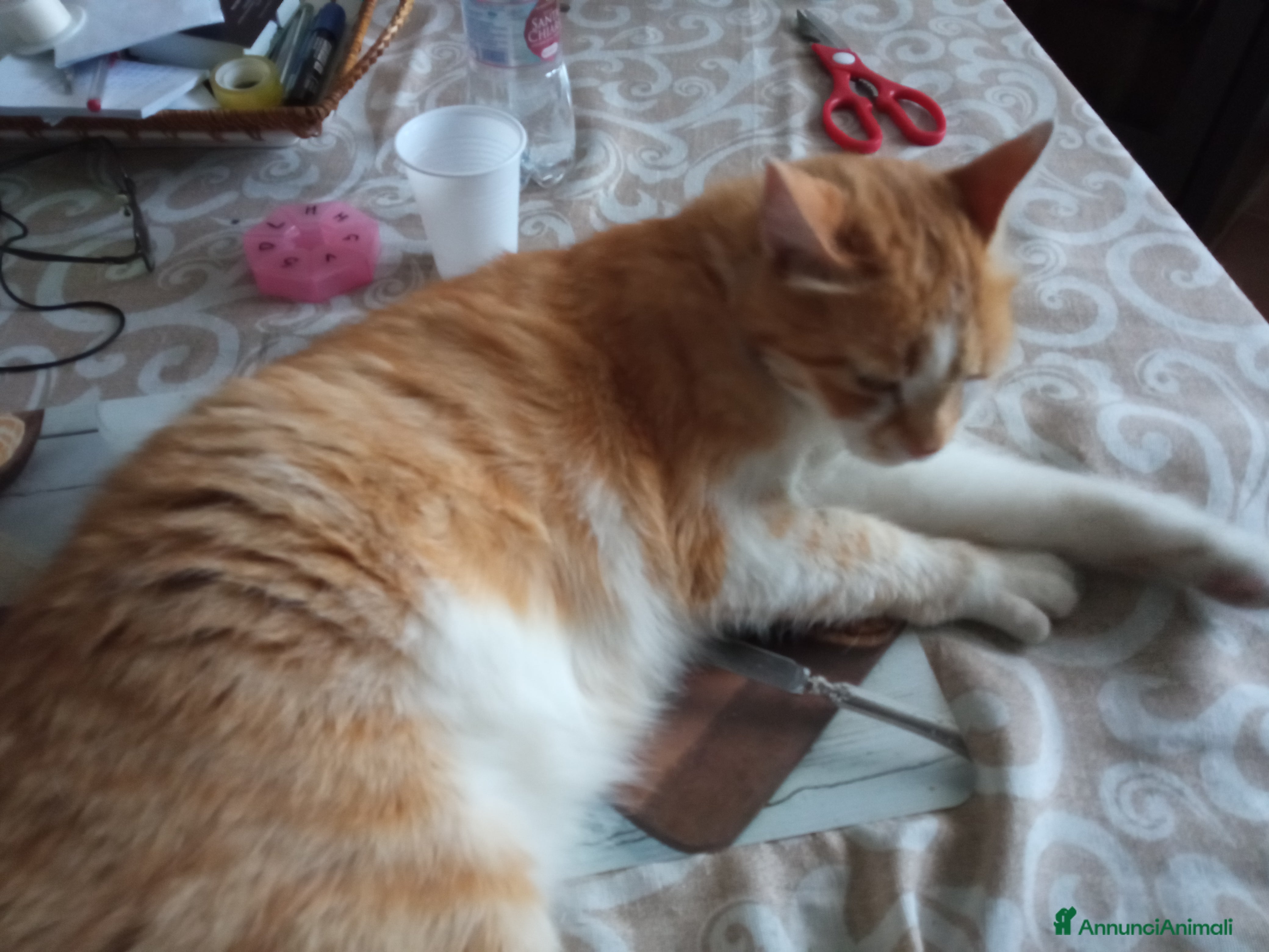 Altre razze gatti Regalo Oscar - Annuncio 1