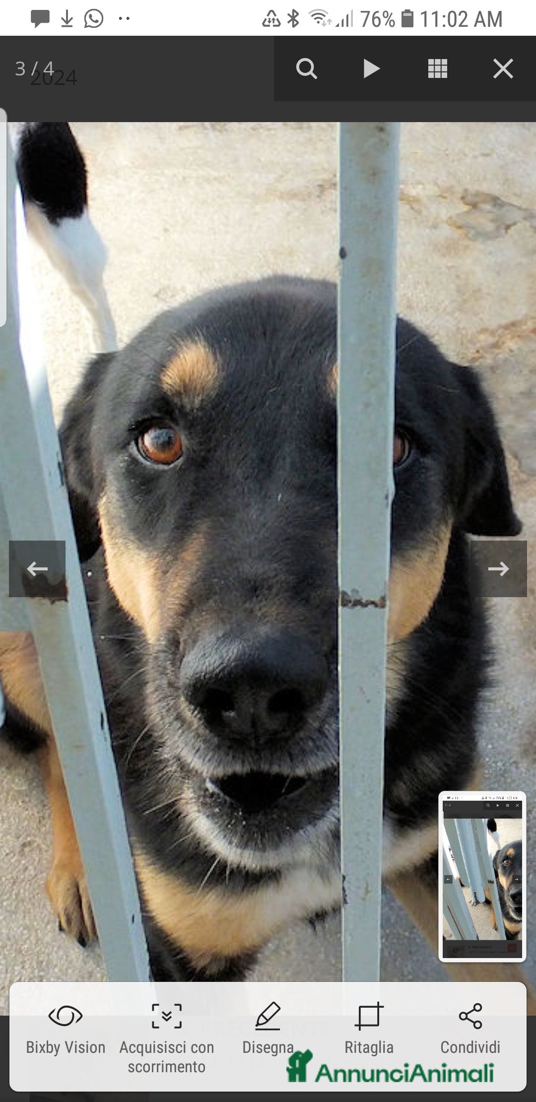 Pastore Tedesco cani ADOZ.D 💔:cane di casa:il box sarà la sua tomba? - Annuncio 2