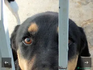 Pastore Tedesco cani ADOZ.D 💔:cane di casa:il box sarà la sua tomba? - Annuncio 2