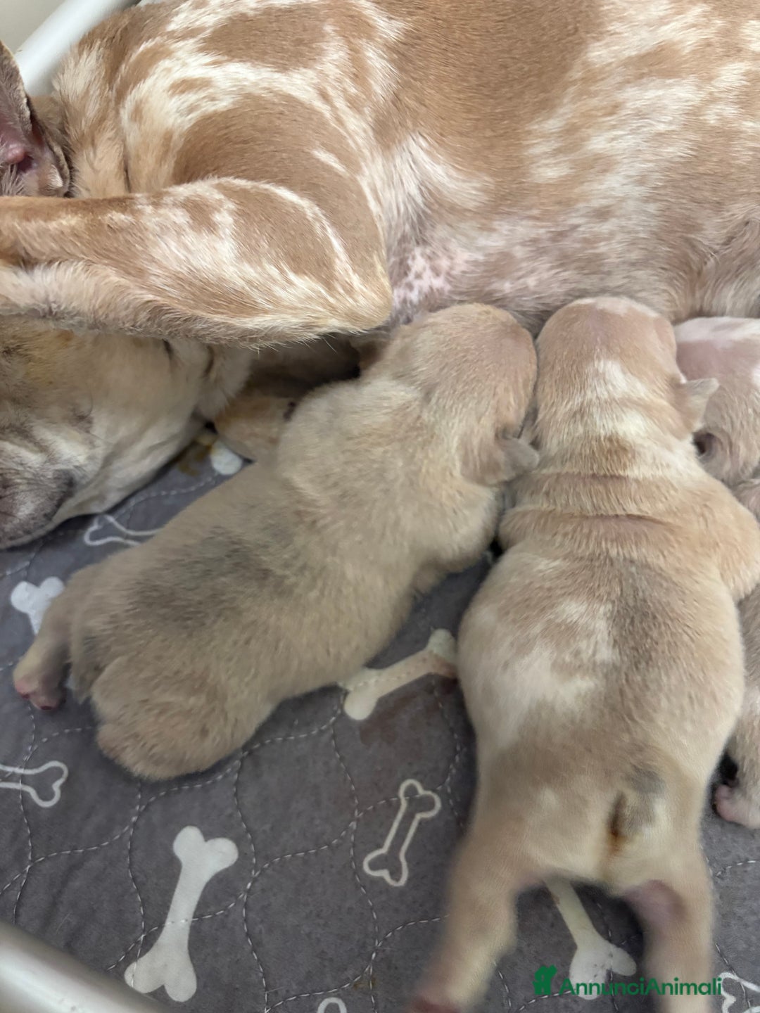 Bulldog Francese cani in vendita: Cuccioli bouldogue francese esotici a Città metropolitana di Roma Capitale - Immagine 6