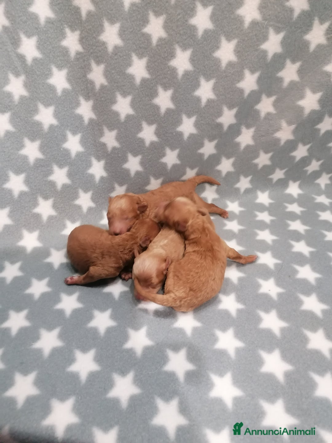 Barboncino cani in vendita: Barboncino nano cuccioli - Annuncio 8