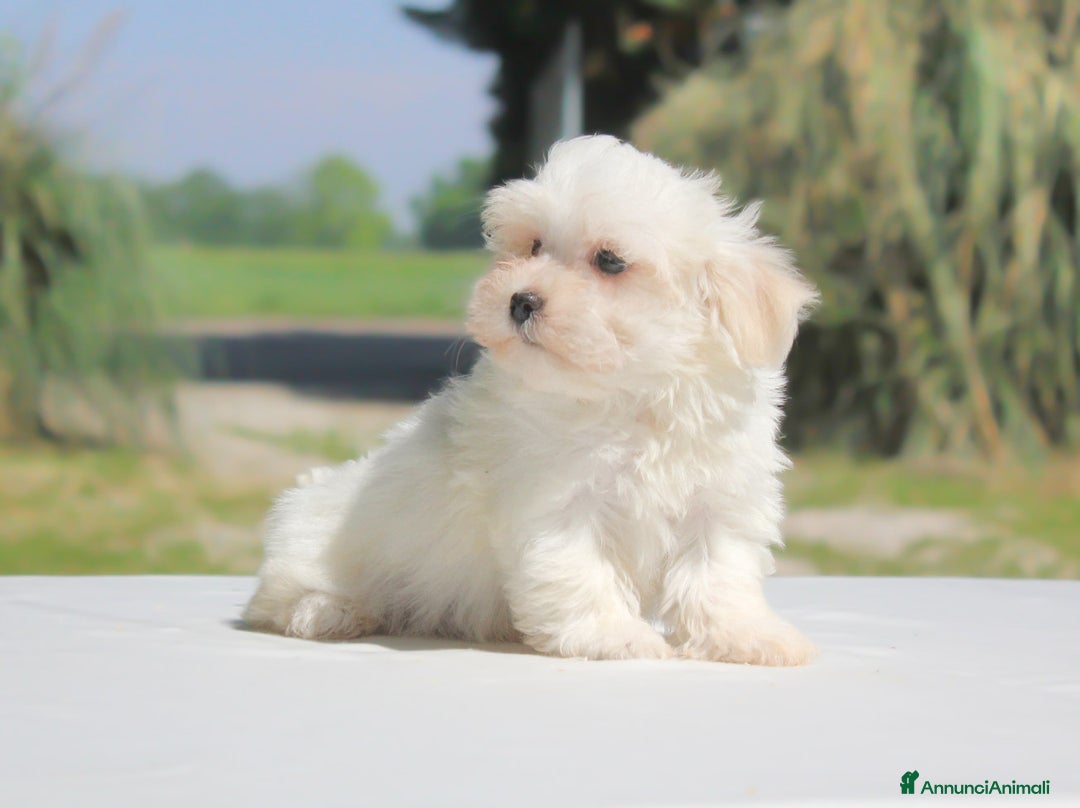 Maltese cani in vendita: Cuccioli di Maltese a Provincia di Pavia - Immagine 2
