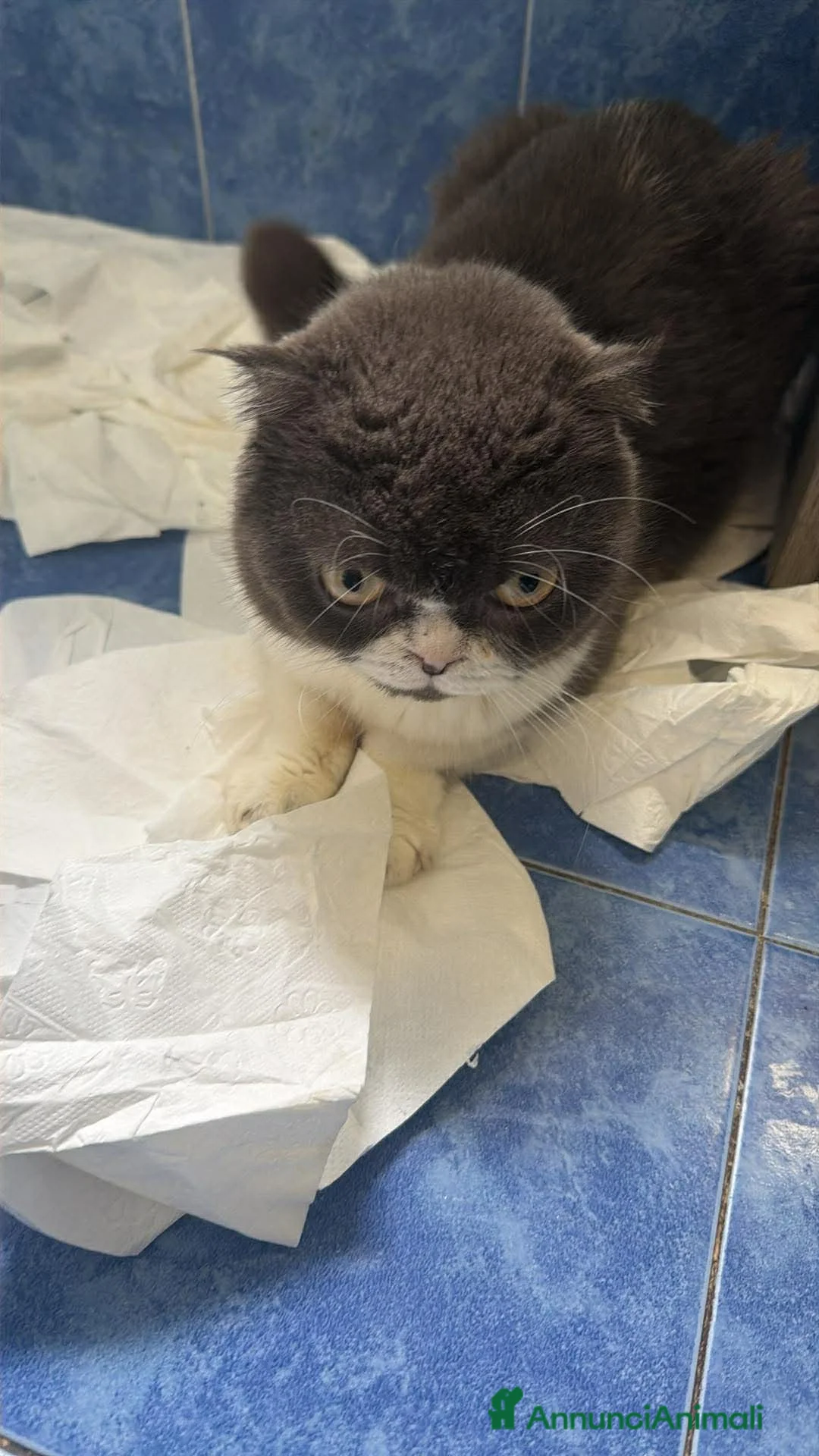 British gatti in vendita: Cuccioli Scottish - Annuncio 11