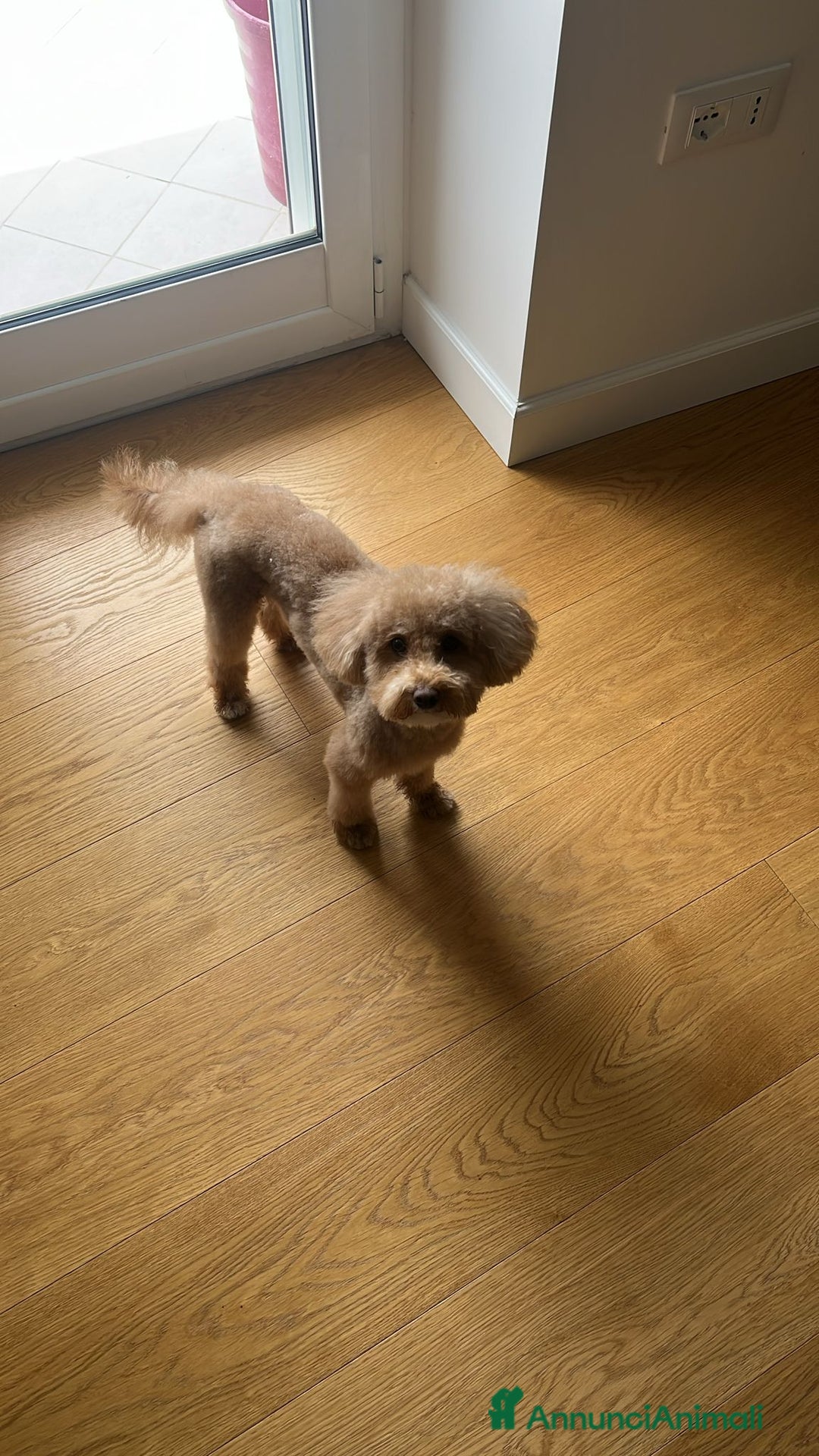 Barboncino Toy cani per accoppiamento: Cercasi barboncina toy/ mini per accoppiamento - Annuncio 6