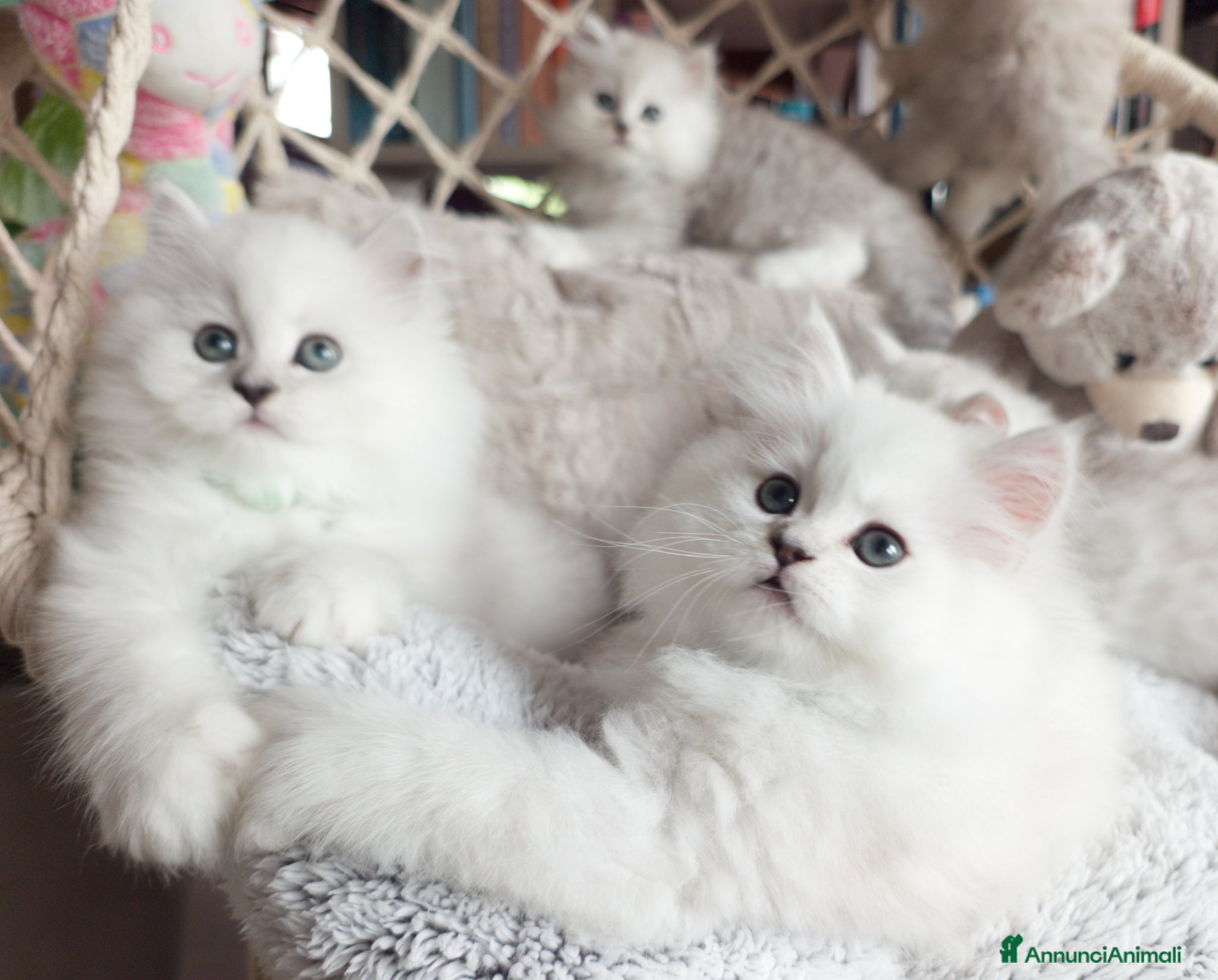 Persiano gatti in vendita: Gatti persiani - Annuncio 2