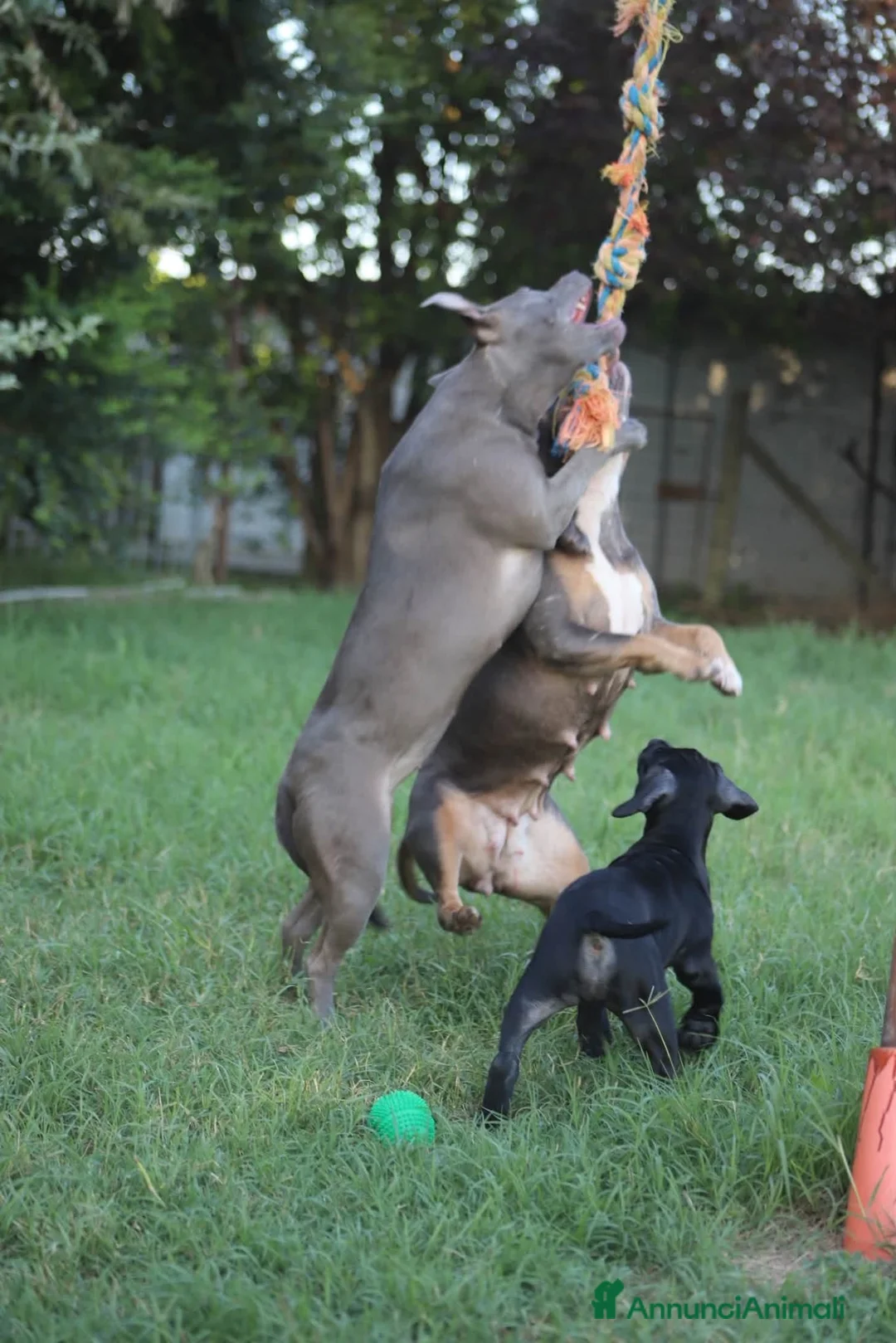 Pitbull cani in vendita: Cuccioli di Pit Bull anche a rate - Annuncio 37