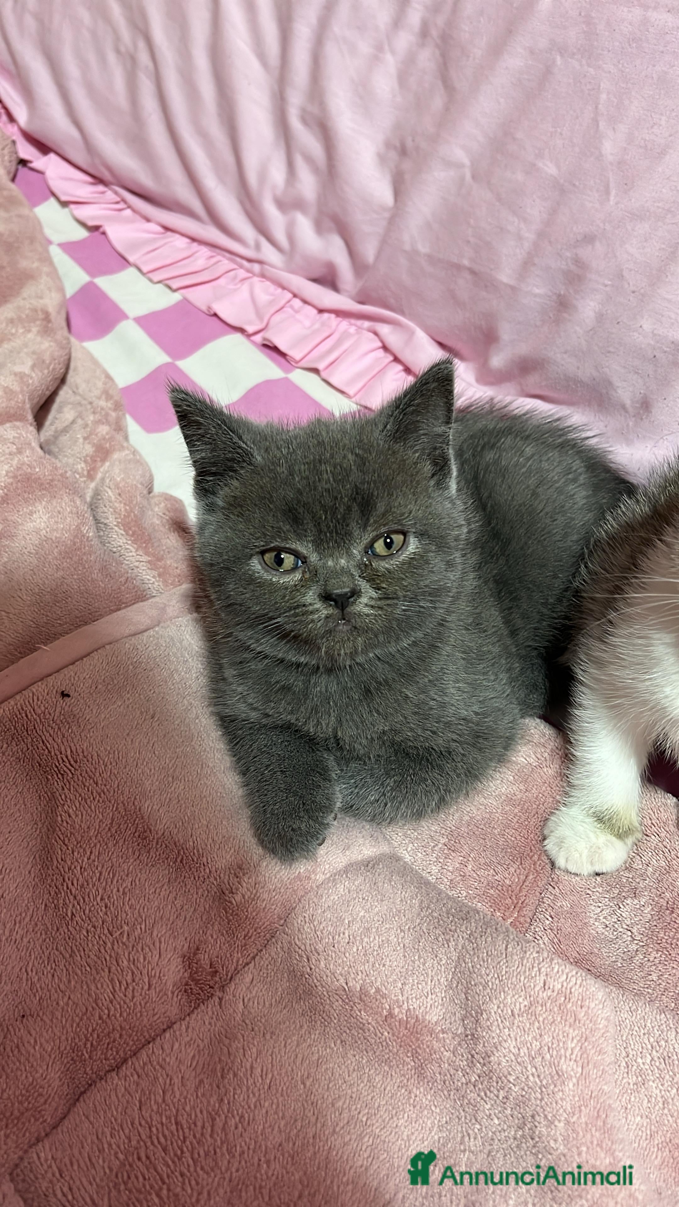 British gatti british shorthair - Annuncio 2