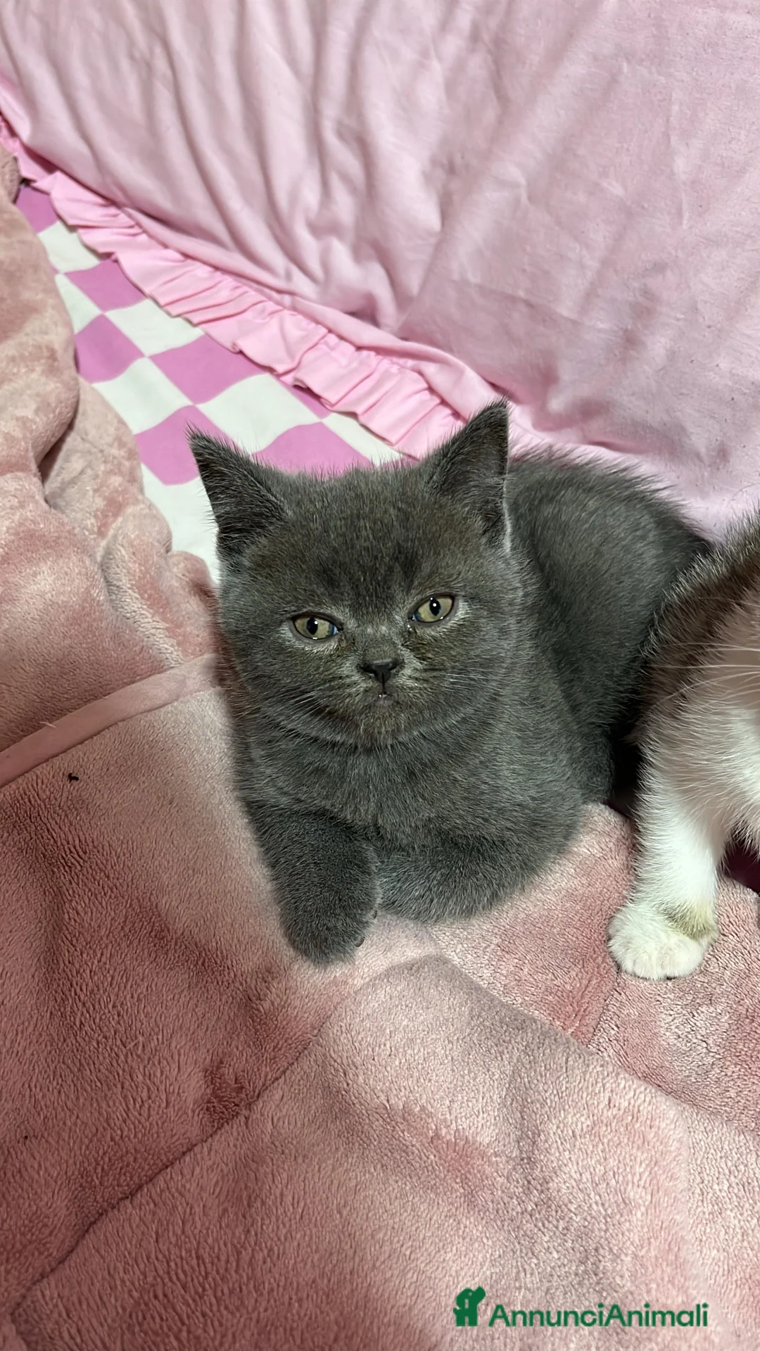 British gatti in vendita: british shorthair - Annuncio 2