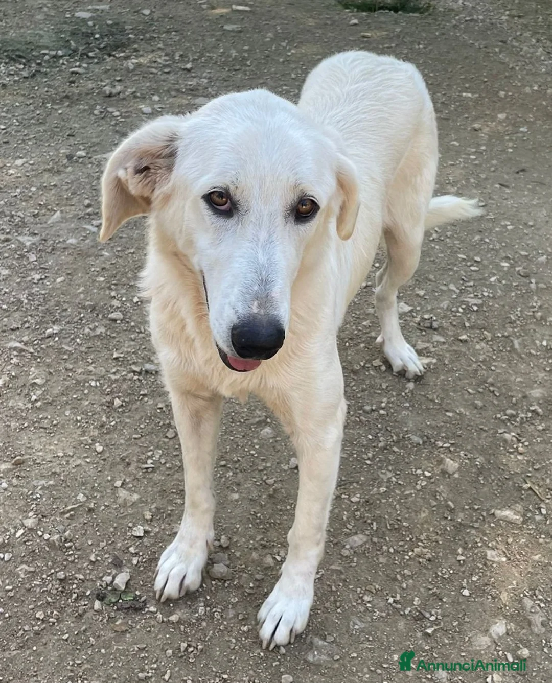 Meticcio cani in regalo: ZULEYA e DEMYR - Annuncio 8