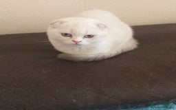 Scottish gatti in vendita: Cucciola Fold  a Bagnacavallo - Immagine 1