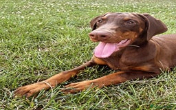 Dobermann cani in vendita: cuccioli dobermann selezionati  a Provincia di Avellino - Immagine 3