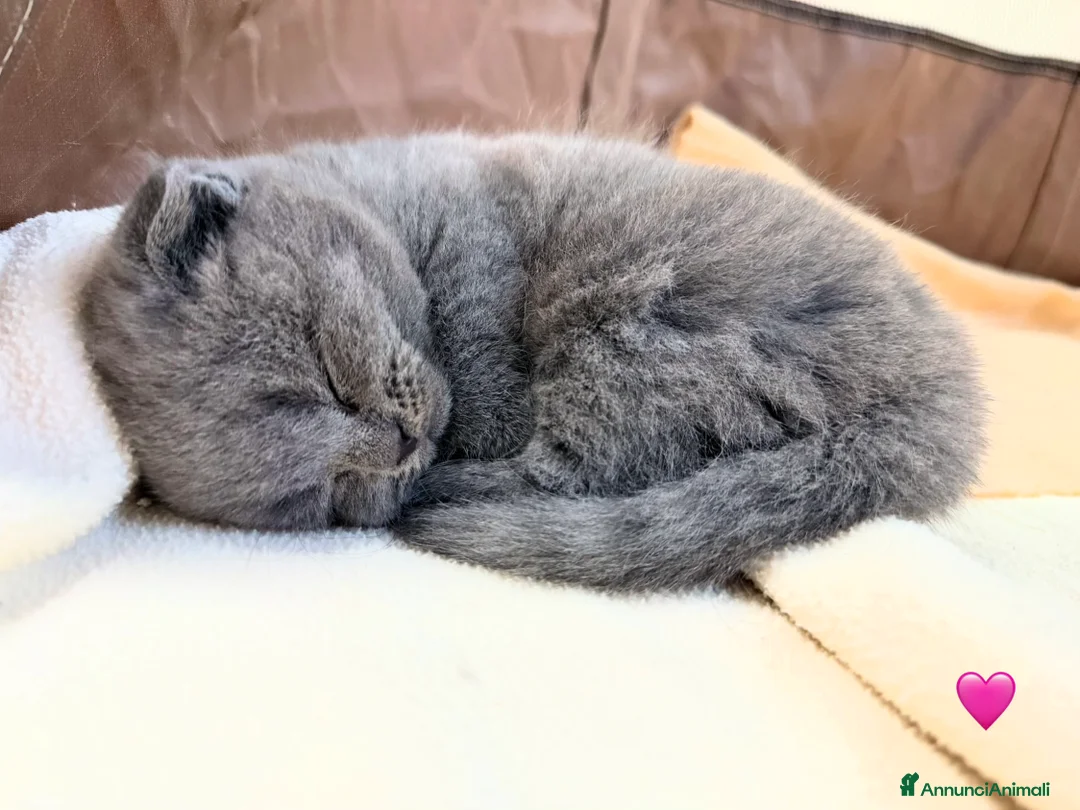 Scottish gatti in vendita: Scottish fold blu - Annuncio 2