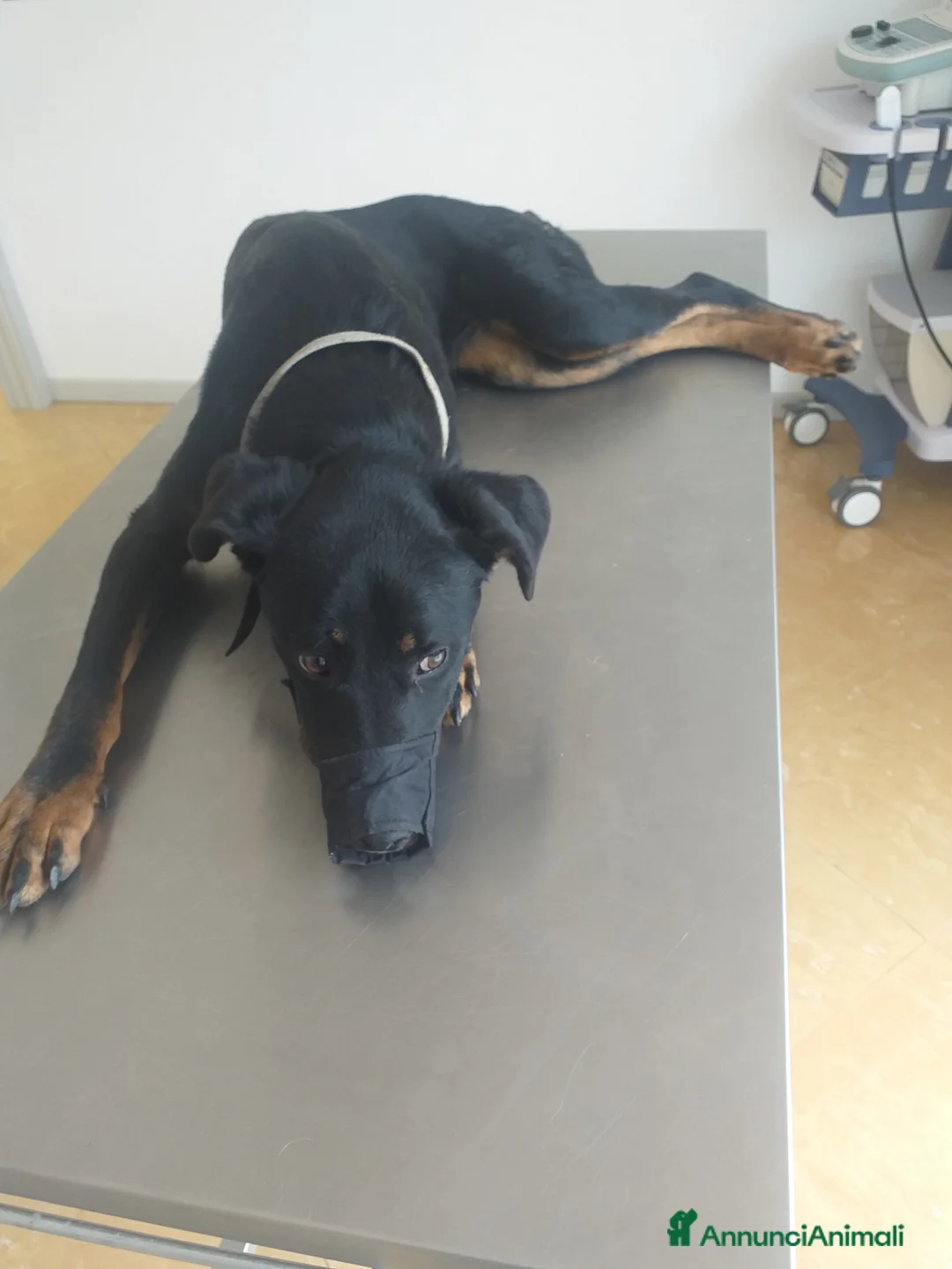 Meticcio cani in regalo: SARA salvata dalla strada a Provincia di Padova - Annuncio 2