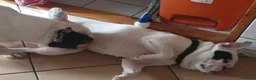 Bulldog Francese cani in vendita: Bulldog francese  a Città metropolitana di Palermo - Annuncio 3