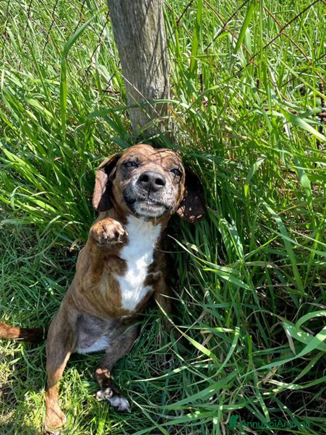 Meticcio cani in regalo: Piccola e dolcissima Tellina - Annuncio 8