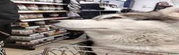 Husky cani per accoppiamento: Cerco husky siberiano a Città metropolitana di Roma Capitale - Annuncio 3