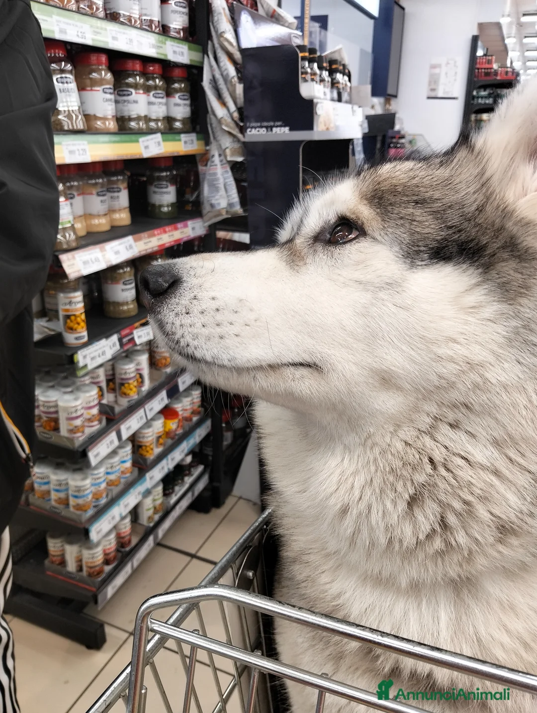 Husky cani per accoppiamento: Cerco husky siberiano a Città metropolitana di Roma Capitale - Annuncio 3