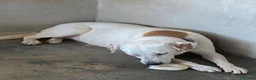 Meticcio cani in regalo: Lulù splendida cagnolina - Annuncio 5