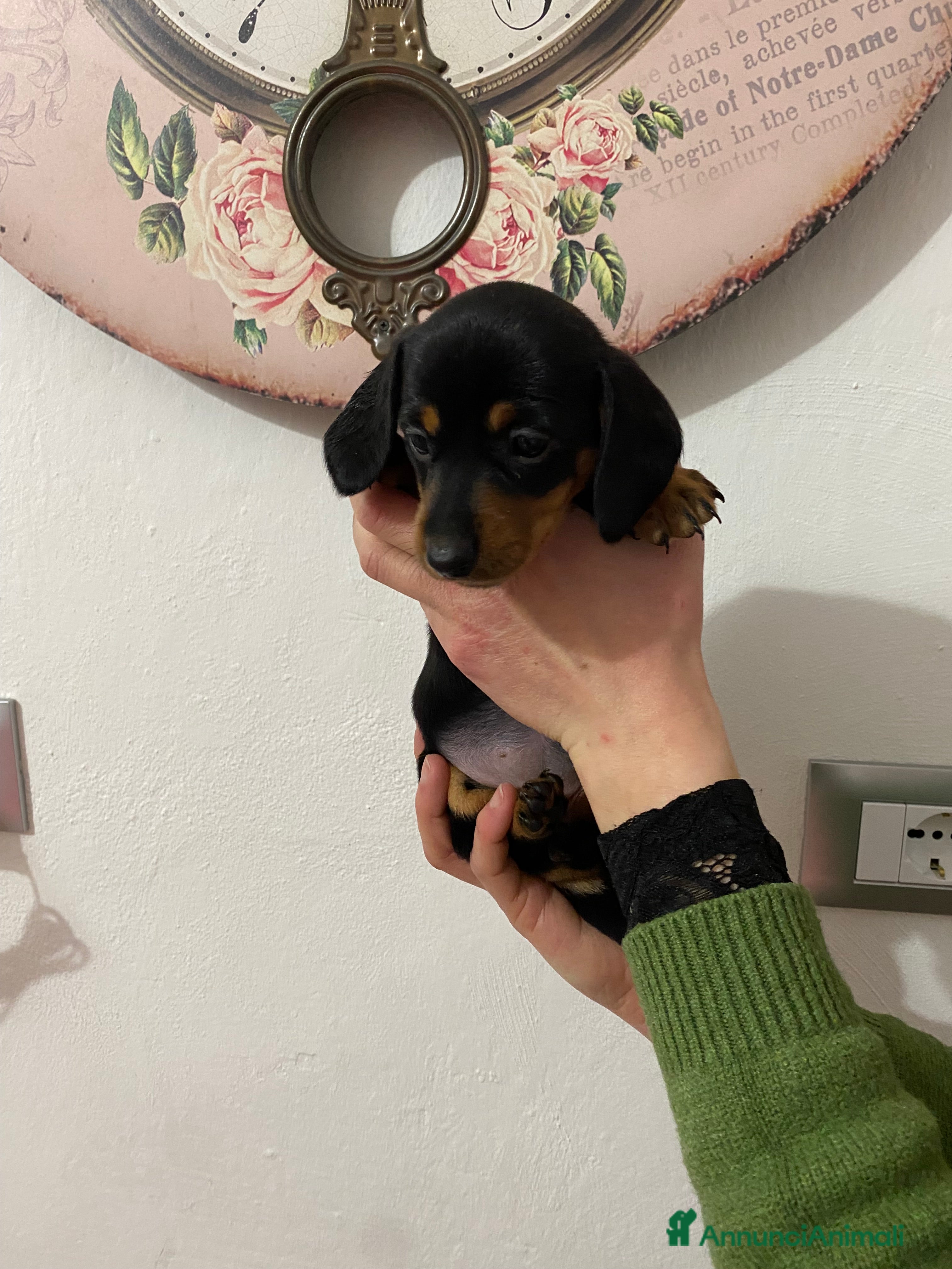 Bassotto cani Bassotto nano tedesco - Annuncio 28