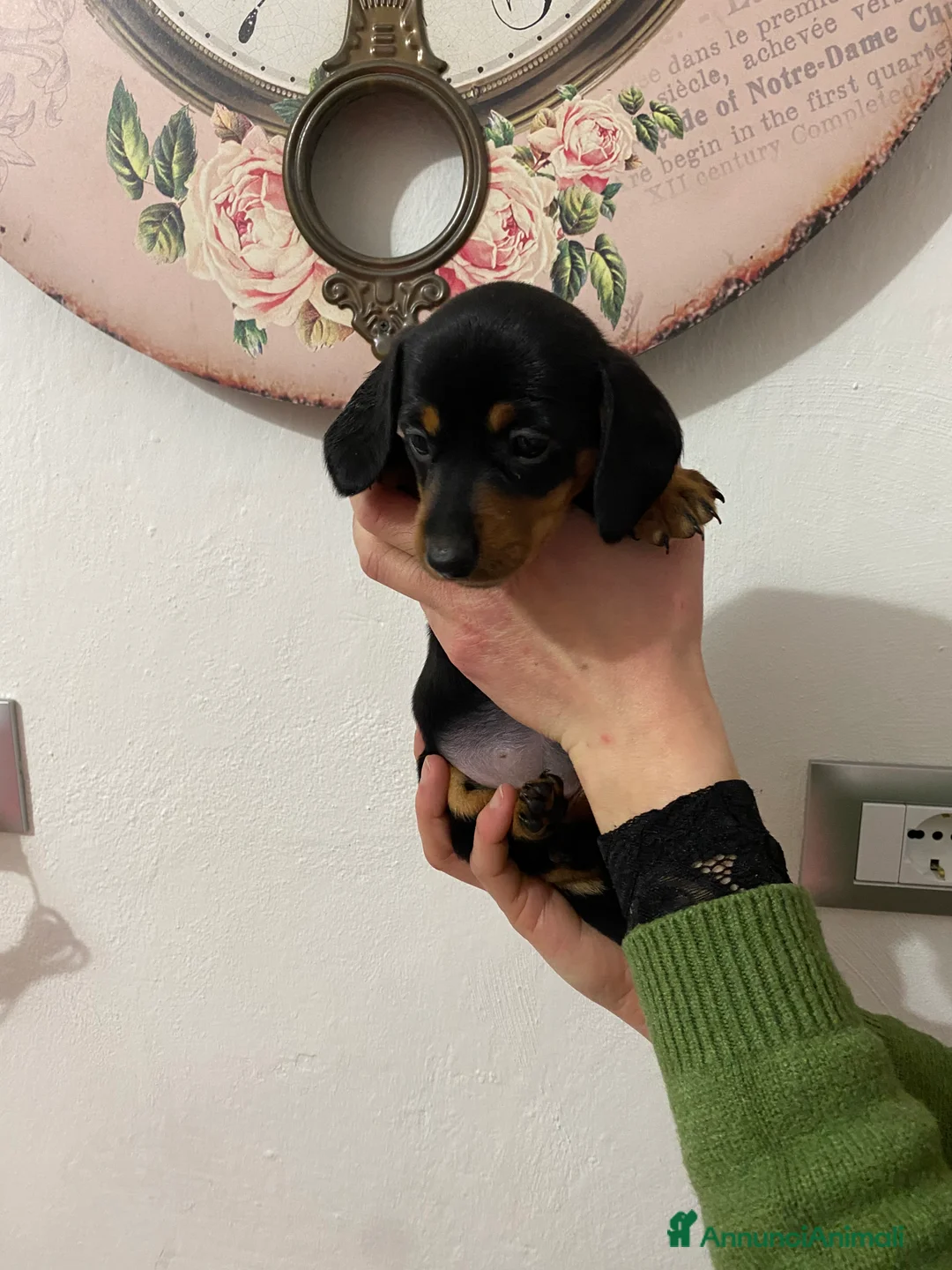 Bassotto cani in vendita: Bassotto nano tedesco - Annuncio 1