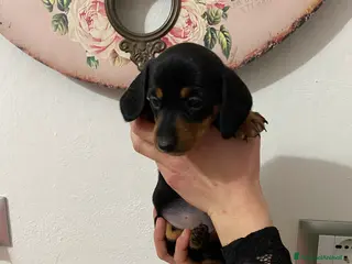 Bassotto cani Bassotto nano tedesco - Annuncio 3