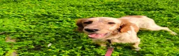 Setter Inglese cani in regalo: Bijou cerca casa 🏡 - Annuncio 10
