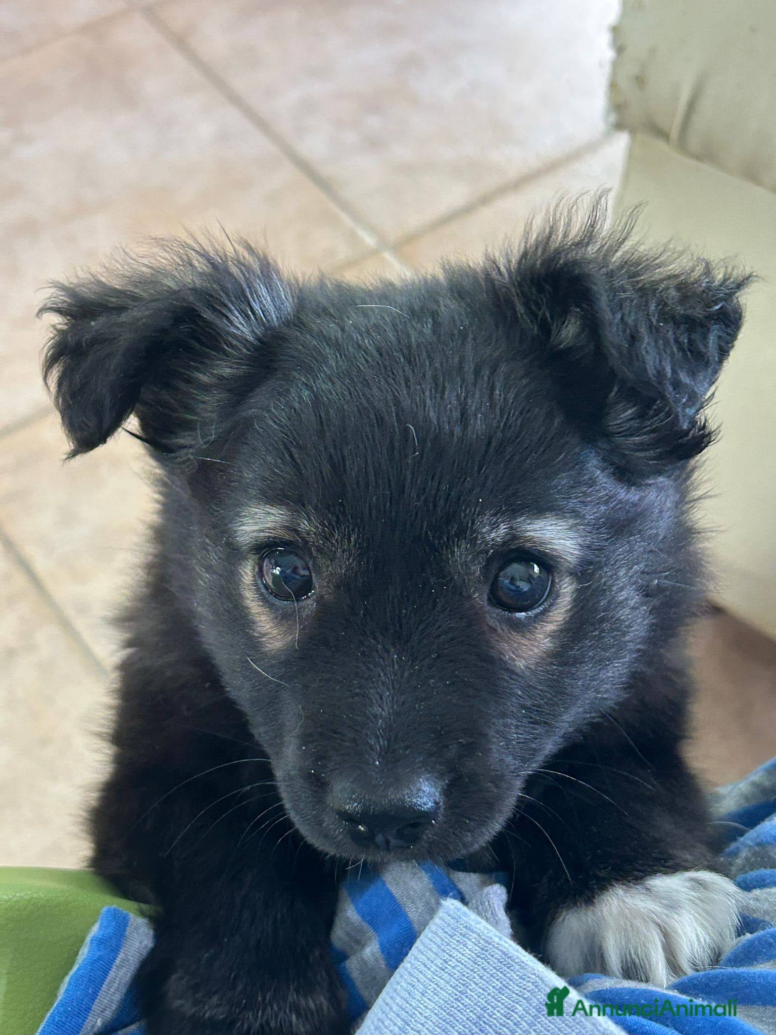 Meticcio cani Dulcinea cucciola adorabile  - Annuncio 9