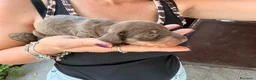 Bassotto cani in vendita: Bassotti - Annuncio 3