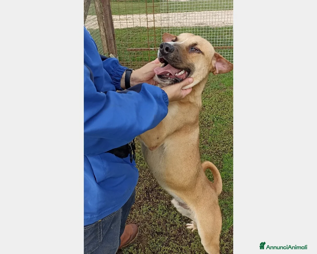 Meticcio cani in regalo: Calogero, derivato labrador in canile a Latina - Annuncio 2