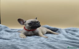 Bulldog Francese cani in vendita: Bouledogue Francese con pedigree - Annuncio 3