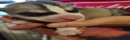 Husky cani in vendita: Cuccioli di Siberian Husky con pedigree - Annuncio 6