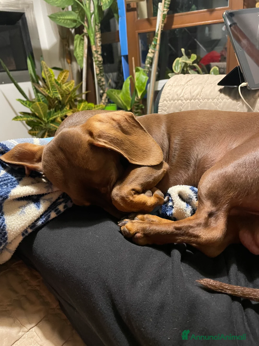 Bassotto cani per accoppiamento: Accoppiamento  - Annuncio 4