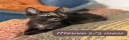 Altre razze gatti in regalo: Gattini desiderosi di trovare famiglia  a Provincia di Prato - Annuncio 1