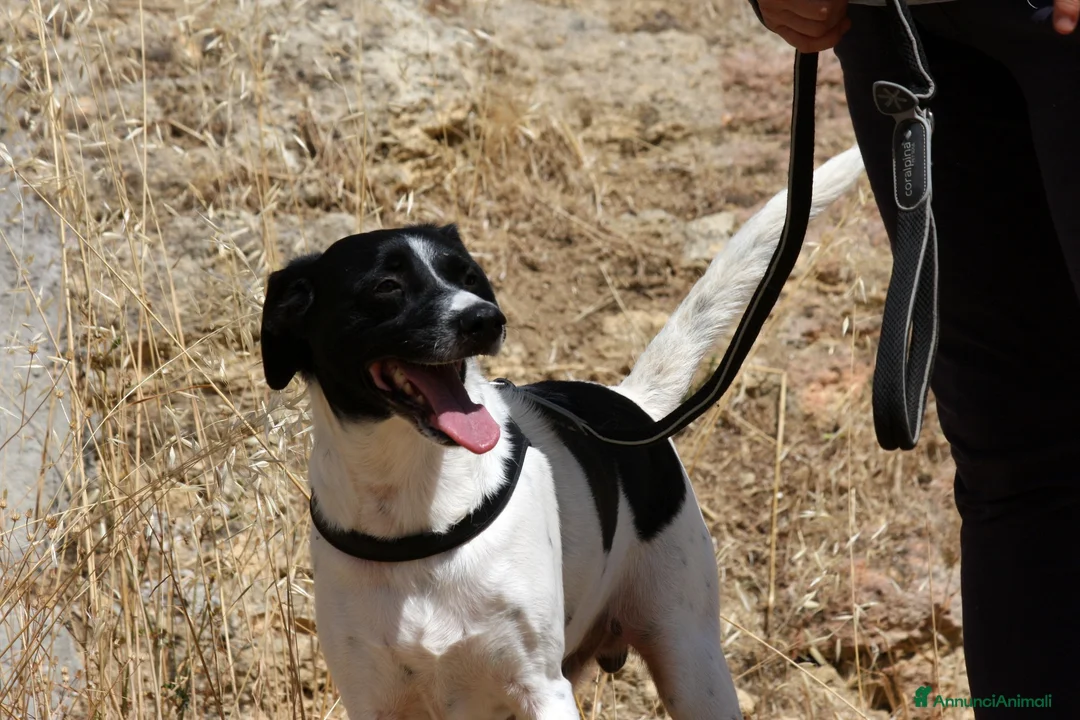 Meticcio cani in regalo: Pedro 2 anni,merita una famiglia - Annuncio 4