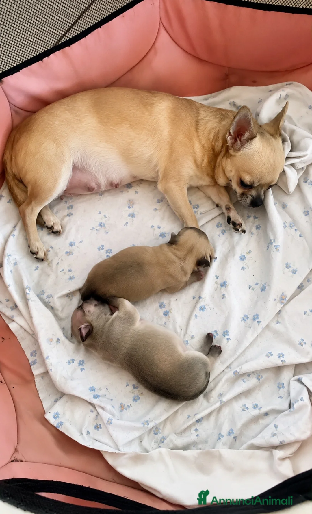 Chihuahua cani in vendita: Cucciola Chihuahua con Pedigree - Annuncio 3