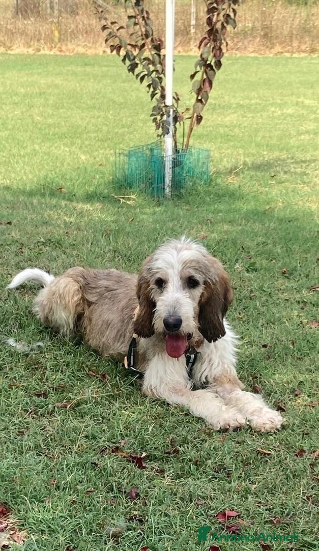 Meticcio cani Oscar - Annuncio 16
