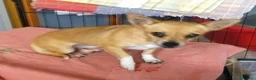 Meticcio cani in regalo: CAGNOLINA 4,5 kg - Annuncio 3