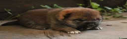 Shiba Inu cani in vendita: Shiba -inu cuccioli con pedigree  - Annuncio 3