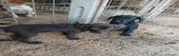 Meticcio cani in vendita: Dcuccioli di drathar e setter - Annuncio 4