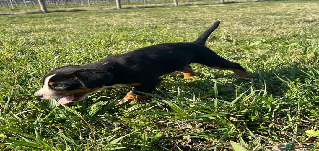 Immagine della galleria {{count}}