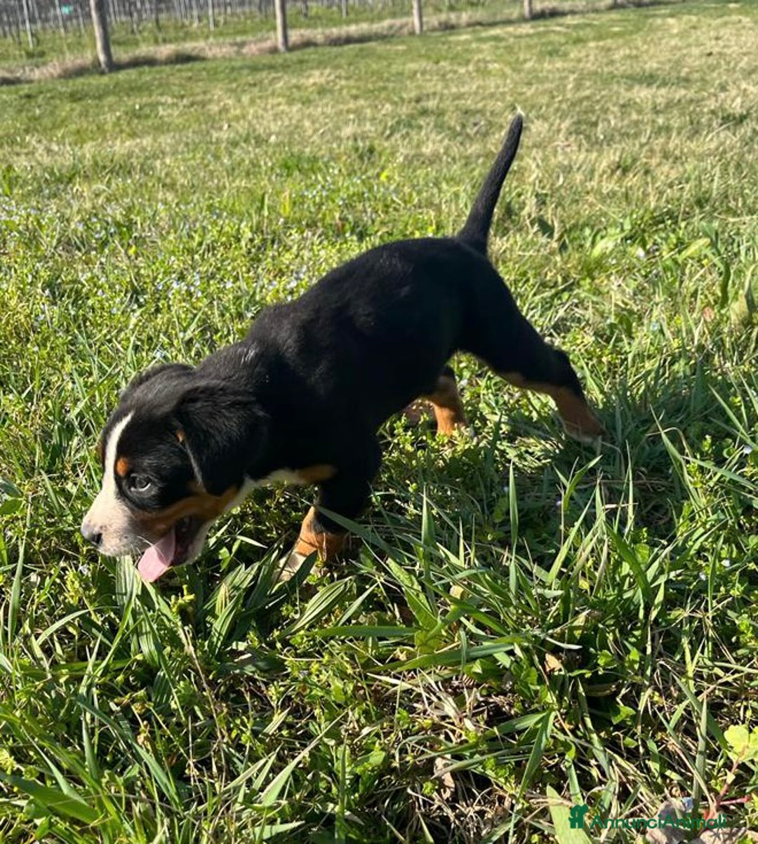 Immagine della galleria {{count}}