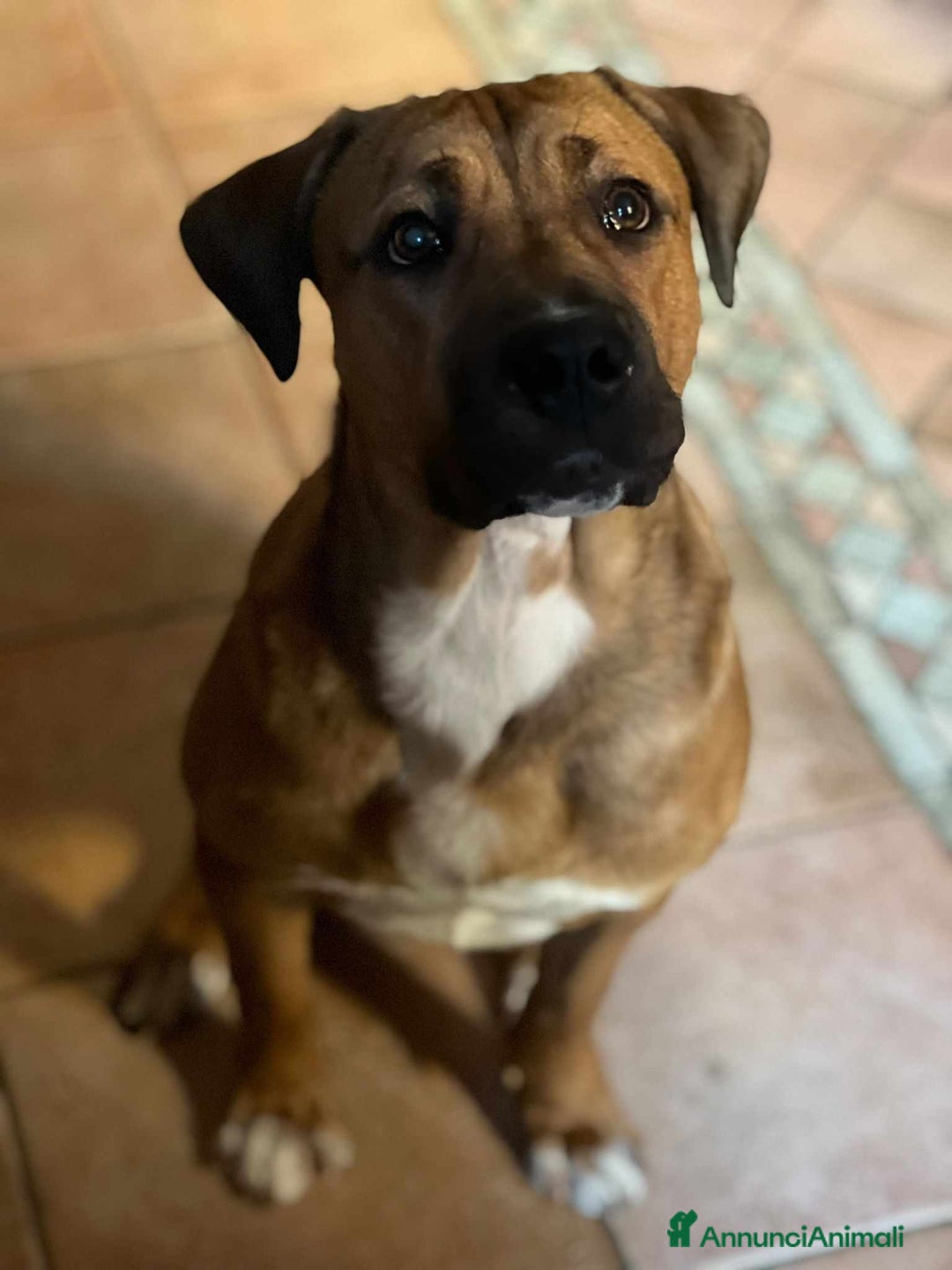 Cane Corso cani in regalo: OSCAR, simpaticissimo MOLOSSINO! - Annuncio 4