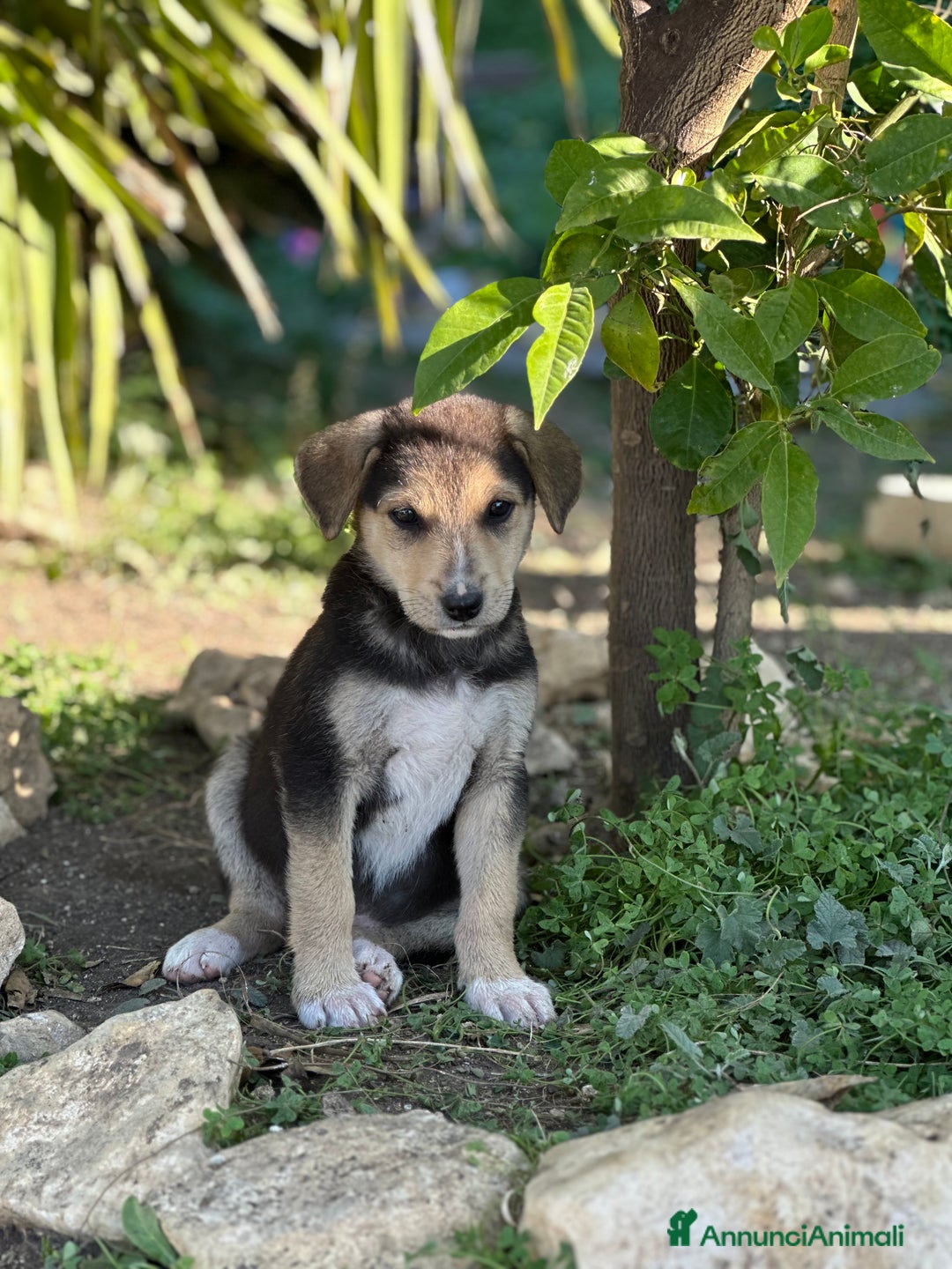 Meticcio cani in regalo: Eva cerca casa - Annuncio 4