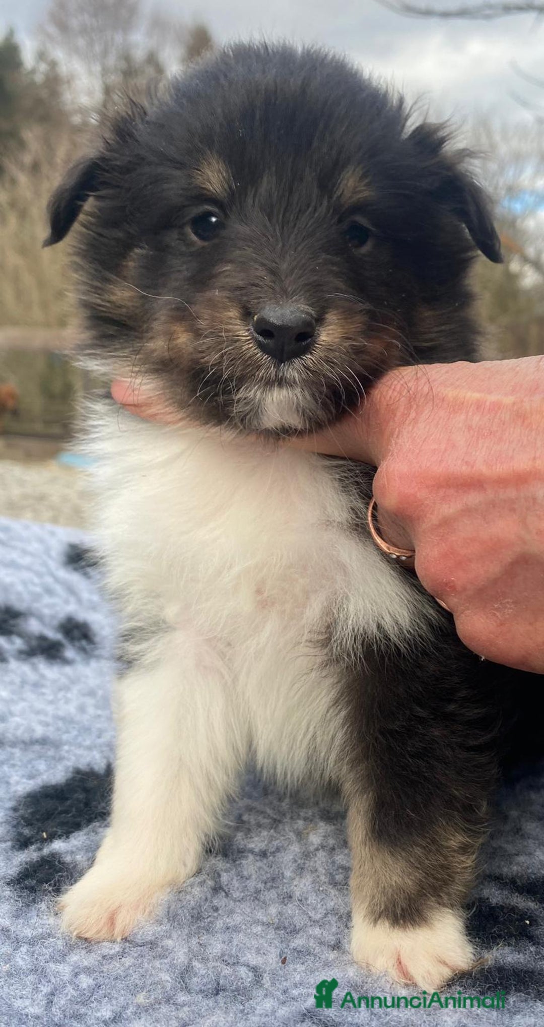 Shetland Sheepdog cani in vendita: Shetland Sheepdog  - Annuncio 4