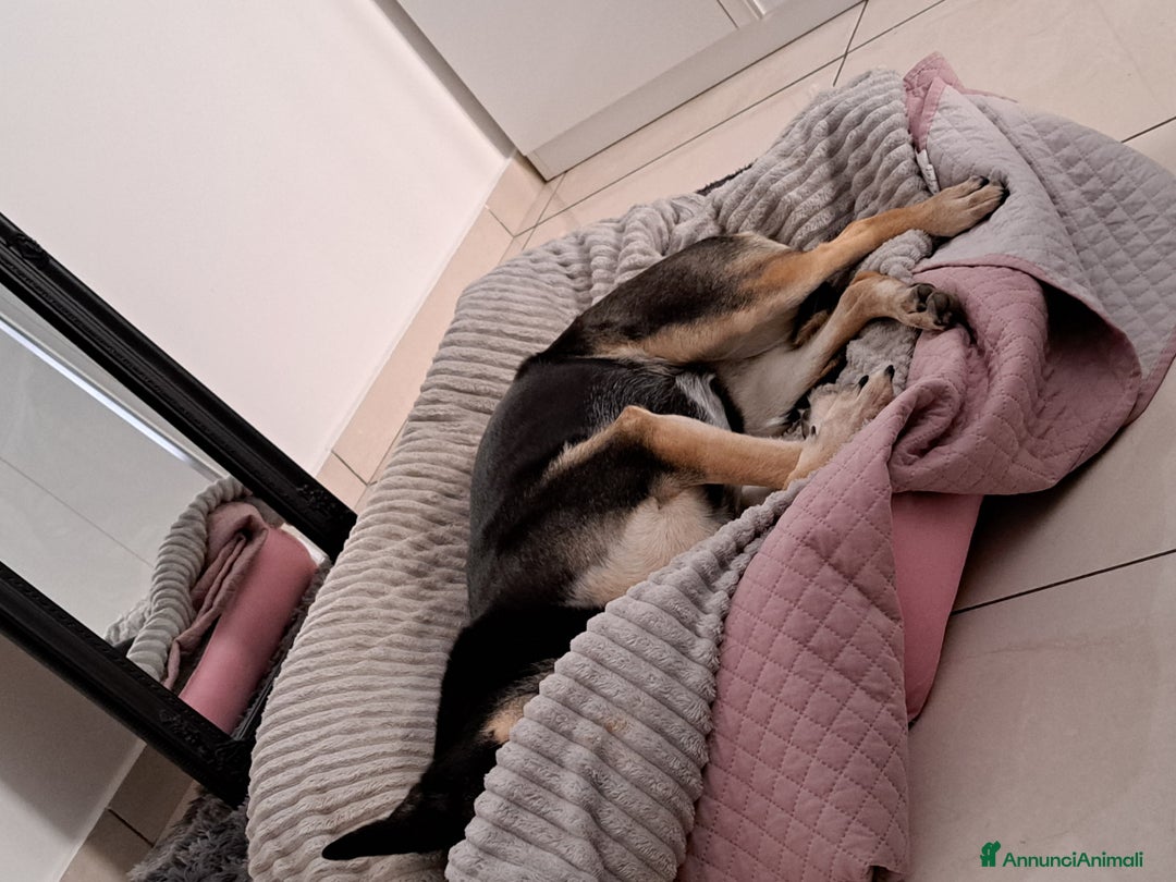 Meticcio cani in regalo: SHILA CERCA CASA (REGALO) a Città Metropolitana di Napoli - Annuncio 4