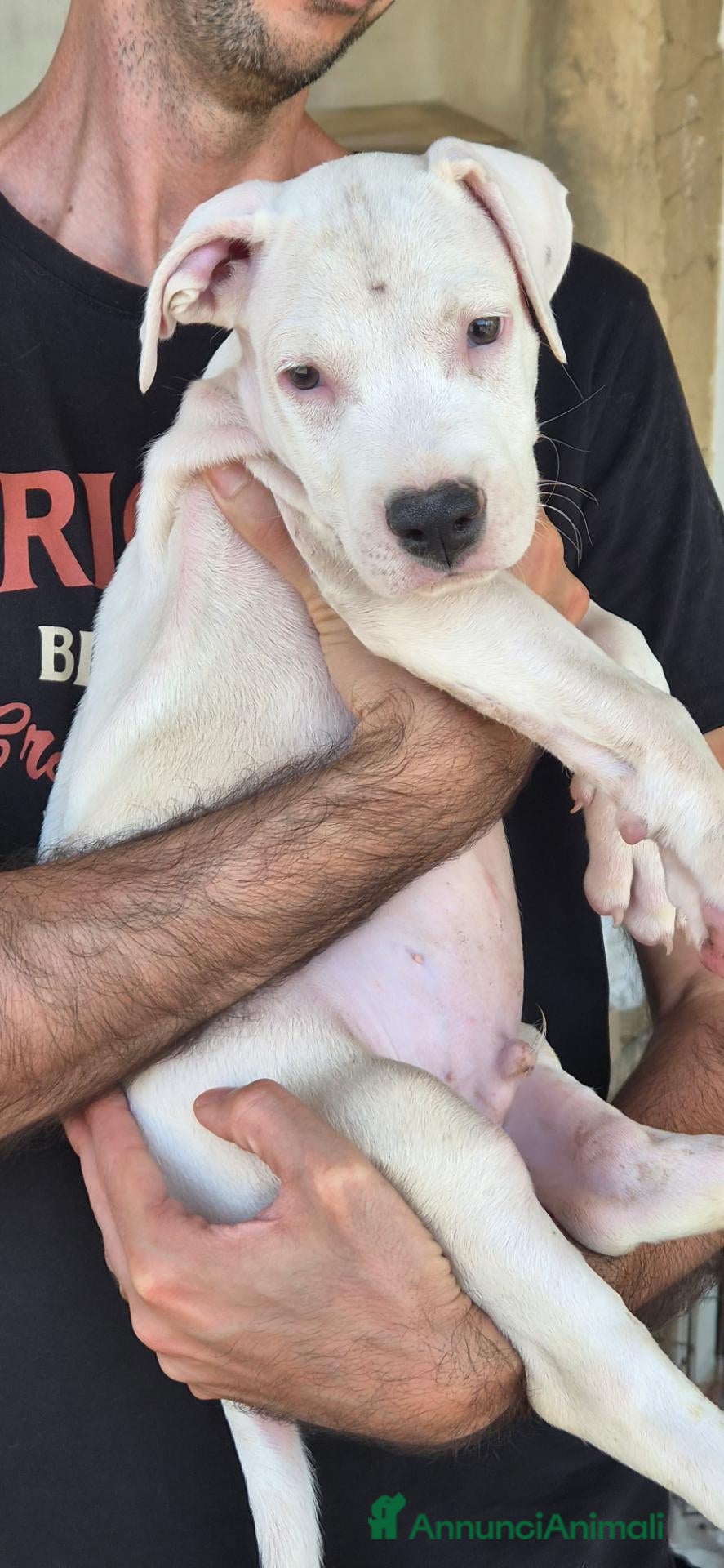 Meticcio cani Cucciolo simil pitbull o dogo  - Annuncio 1