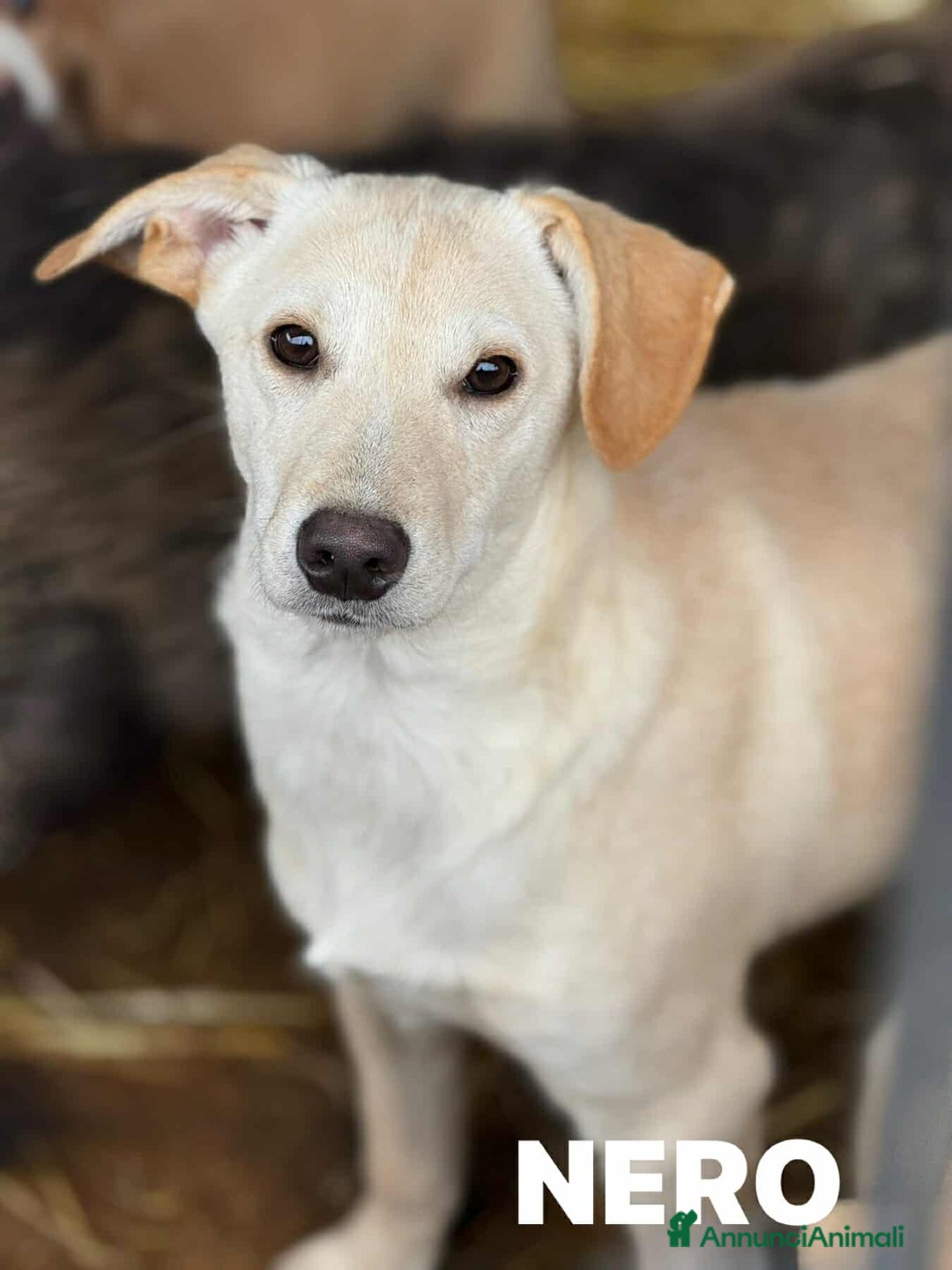 Meticcio cani in regalo: NERO, cucciolo dimenticato. Tg MEDIO PICCOLA - Annuncio 3