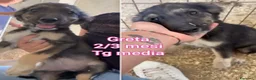 Meticcio cani in regalo: TENERI CUCCIOLI IN CERCA D'AMORE  a Provincia di Modena - Annuncio 10