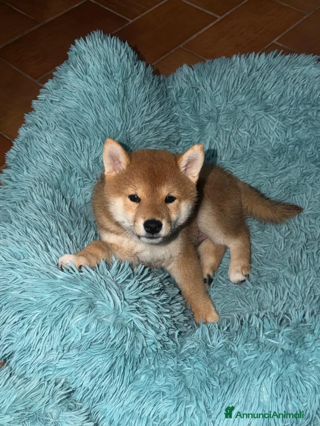 Shiba Inu cani in vendita: VENDITA SHIBA INU  a Provincia di Rieti - Annuncio 2